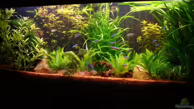 Becken 5815 von Robert Hötzinger