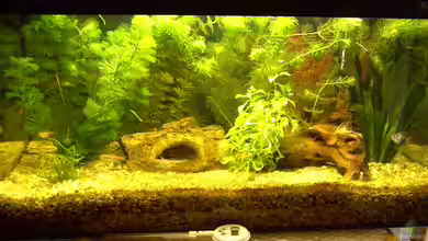 Becken 5832 von Fritz Herbel