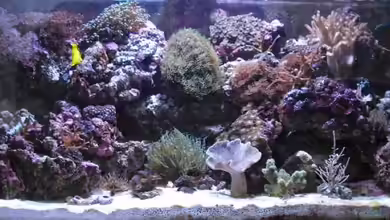 Becken 5853 von Alper Alihsan