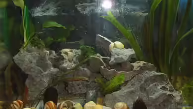 Becken 5888 von Franz König