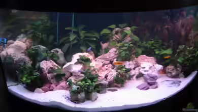 Becken 5905 von Mario Strutz