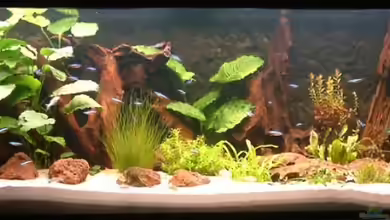 Becken 5906 von Oliver Schürmann