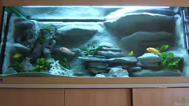 Becken 5960 von Salzeritis