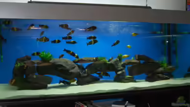 Becken 5975 von Andre Klettke