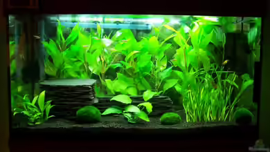 Becken 5979 von KoRnViper