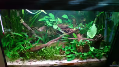 Becken 5999 von Chris Schmidt