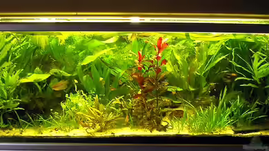 Becken 602 von Steffen Böhm