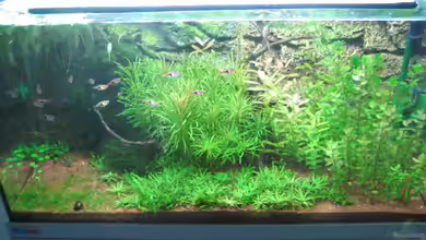 Becken 6027 von Micha78