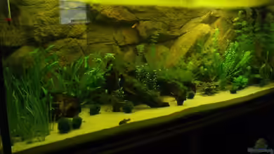 Becken 6029 von Mario Mehren