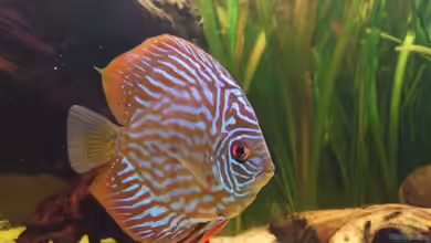 Becken 6042 von Udo Müller