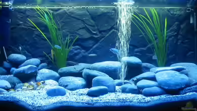 Becken 608 von carlito