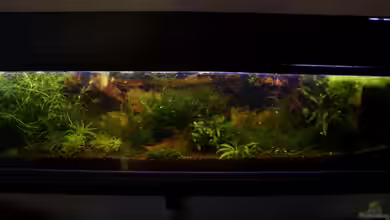 Becken 6081 von Thomas Zips