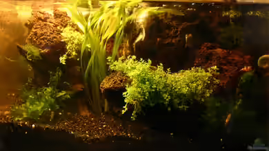 Becken 6082 von senf..