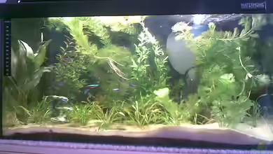 Becken 6091 von Christiane Raabe