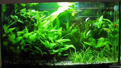 Becken 60L von AbsolutVanilia