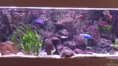 Becken 610 von Jan Kadletz