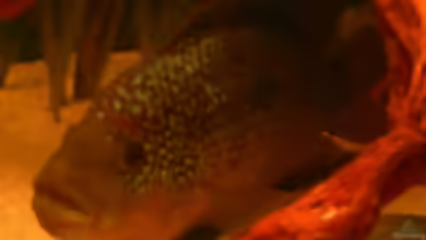 Becken 6124 von Marvin Severin