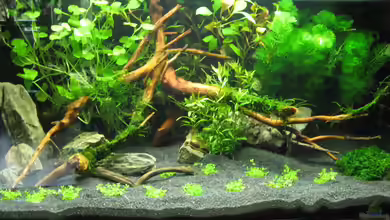 Becken 6137 von Gerd Zimmermann