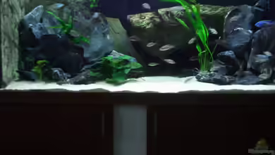 Becken 6141 von Sebastian Pietrzyk