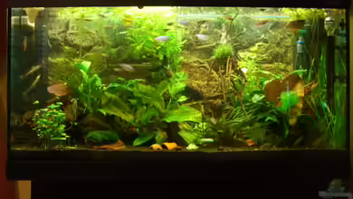 Becken 6148 von Martin Jung