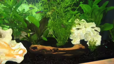 Becken 6152 von Frederic Anders