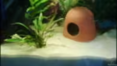 Becken 6161 von Aquaria89