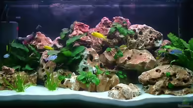 Becken 618 von Martin Priemetshofer