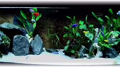 Becken 6185 von justin