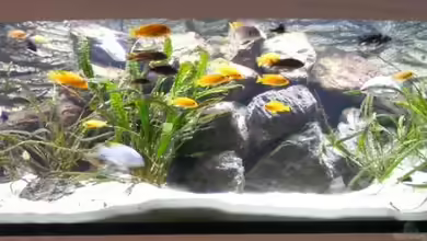 Becken 6207 von Mike Hügi