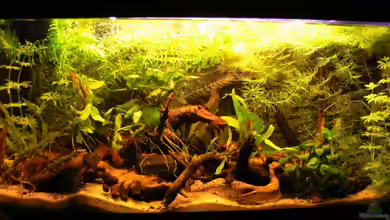 Becken 6208 von René Leubecher