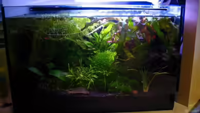 Becken 6213 von nelchen