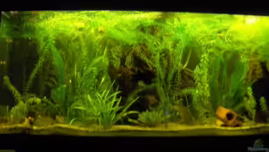 Becken 6256 von Gass