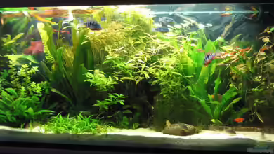 Becken 6259 von Dirk Meißner