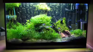 Becken 6270 von Robert Lehmberg