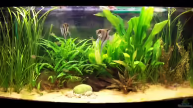 Becken 6276 von BlueColor