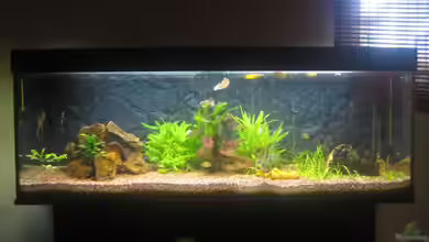 Becken 6312 von Andreas Kurz