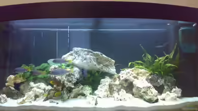 Becken 6317 von Katja Sprung