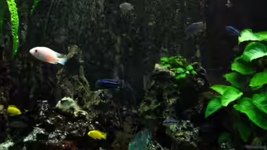 Becken 633 von Harald Gröner