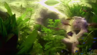 Becken 6332 von Hans Grutschnig