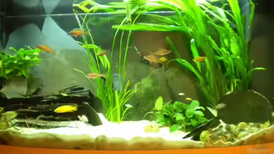 Becken 6351 von Daniel Baier