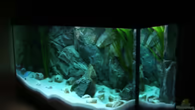 Becken 6354 von Fabian Schulte