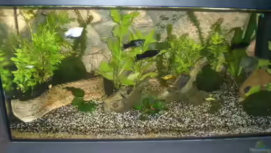 Becken 6361 von Daniel Kock