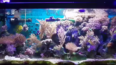 Becken 6362 von Eva Göschl