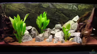 Becken 6363 von Benjamin Leonhardt