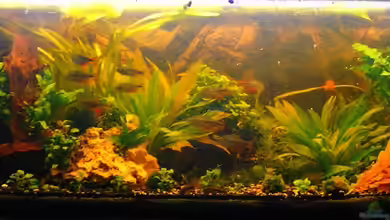 Becken 6387 von Lee Kienle