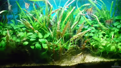 Becken 6429 von Fischers Fritz