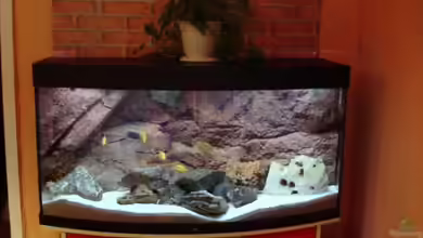 Becken 6431 von Vladi