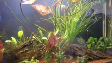 Becken 6433 von massilia