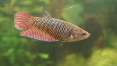 Becken 6434 von Julia Weber