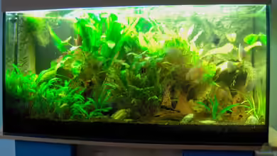 Becken 6436 von Stefan Reinl